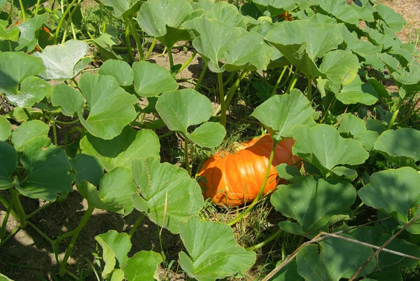 Kerbis Pflanze - pumkin plant 03 — Stock Photo, Image