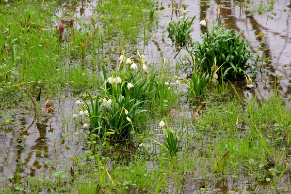 Merzenbecher - wild daffodil 29 — Stock Photo, Image