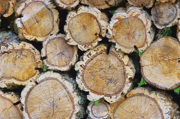 Holzstapel Korkeiche - stack of wood from cork oak 03 — Stock Photo, Image