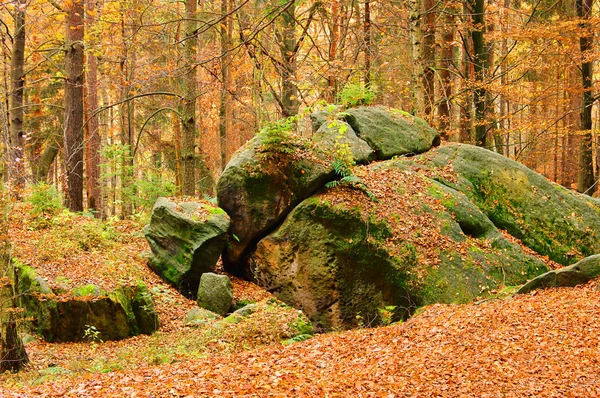 Sandsteinfelsen 임 왈 드-사암 바위 숲 17 — 스톡 사진