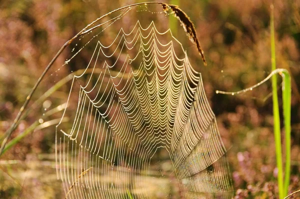 Spinnennetz - cobweb 10 — Stok Foto