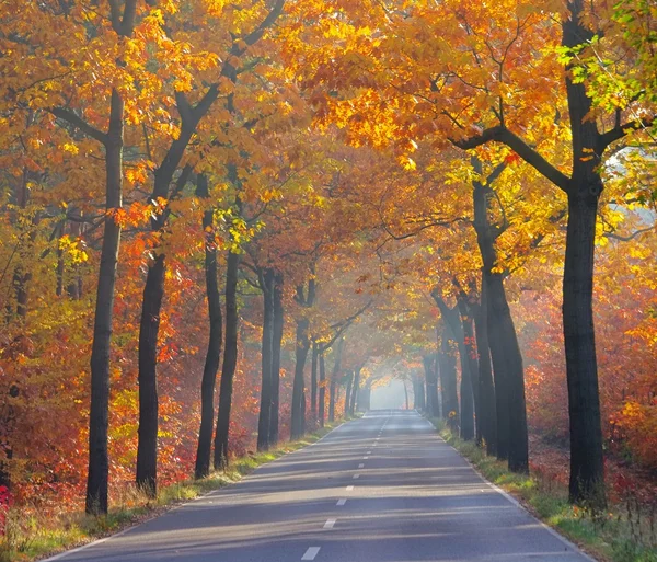 Viale in autunno 26 — Foto Stock