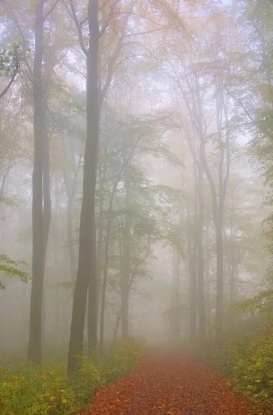 Beech forest in fog 06 — Stock Photo, Image