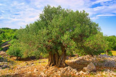 zeytin ağacının gövde 08