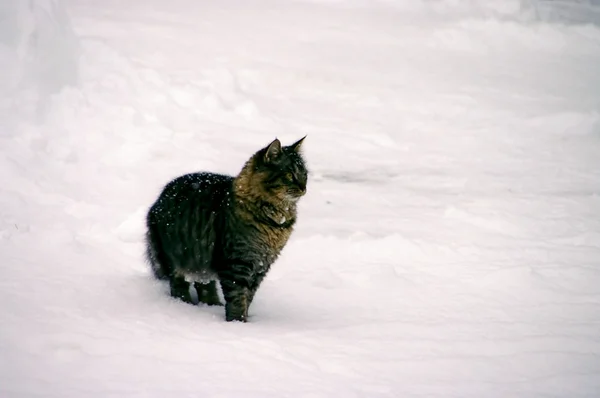 Katt i snö 01 — Stockfoto