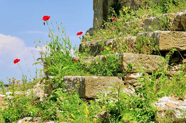 Corn poppy before the wall 07 — Stock Photo, Image