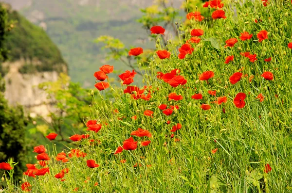 Corn poppy near lake garda 01 — Stock Photo, Image