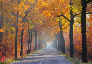Allee Im herbst - Güz 25 avenue