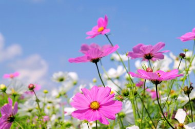 Cosmea 09