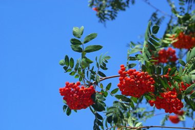 Eberesche - Rowan 04