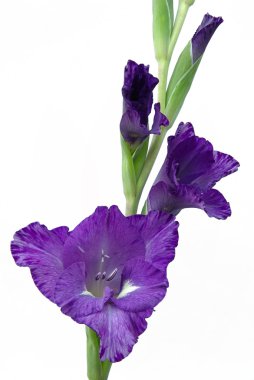 gladiole - Glayöl 01