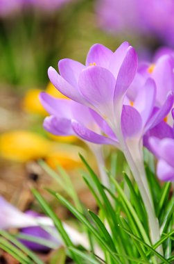 Krokus - Çiğdem 76