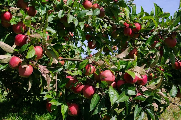 Apfel ben baum - apple op boom 145 — Stockfoto