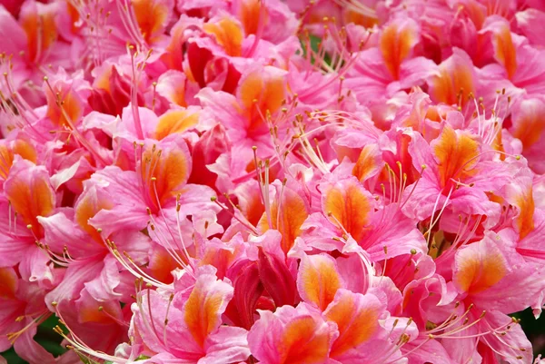 Azalee - azalea 10 — Stockfoto