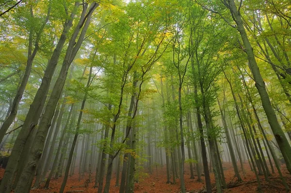 Buchenwald im nebel - beukenbos in mist 05 — Stockfoto