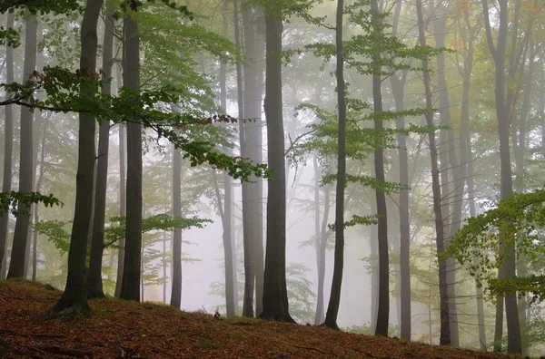 Бухенвальд-им-Небель - буковые леса в тумане 11 — стоковое фото