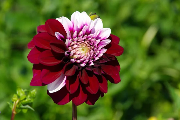 Dahlie - Dahlia 75 — Stock Photo, Image