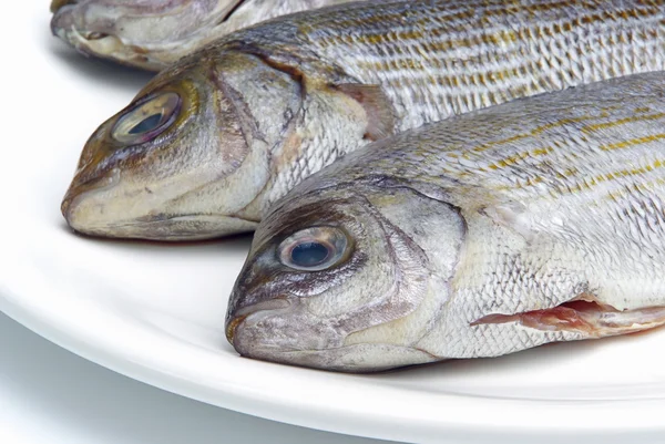 Dorade - Gilt head bream 13 — Stock Photo, Image