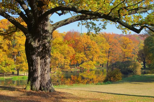 Eiche im herbst-橡木树在秋天 02 — 图库照片