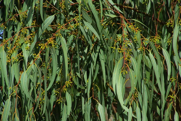 eukalyptus - okaliptüs 05