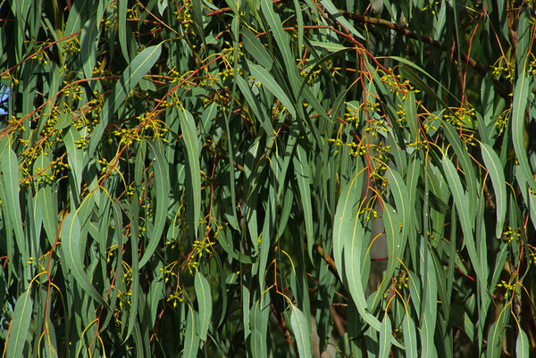 Эвкалипт - эвкалипт 05
