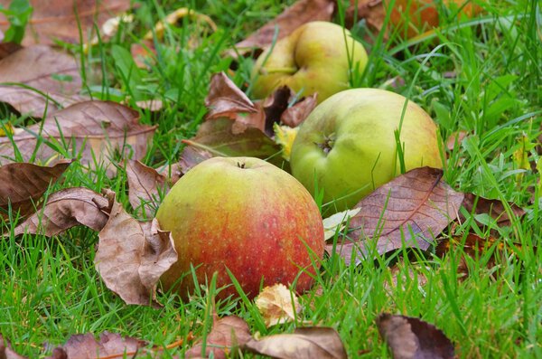 Fallobst - windfall 04