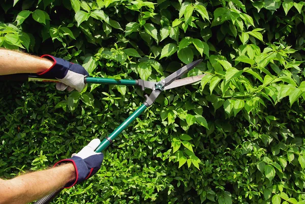 Hecke schneiden - knippen een hedge 04 — Stockfoto