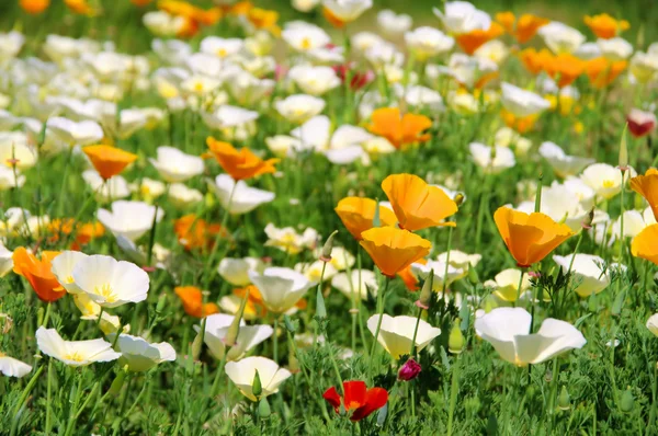 Kalifornischer mohn - california haşhaş 24 — Stok fotoğraf