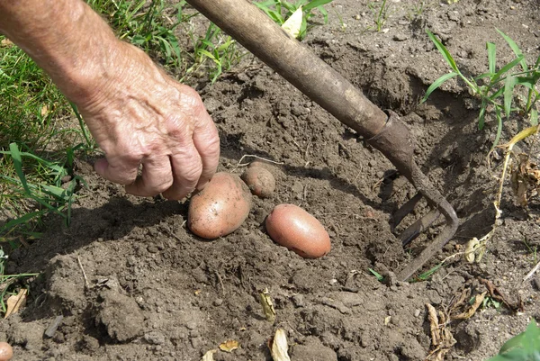Kartoffeln ernten - potatis skörden 01 — Stockfoto