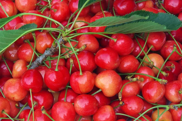 Kirsche - cherry 16 — Stock Photo, Image