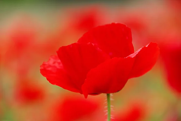 Klatschmohn - papoula de milho 17 — Fotografia de Stock