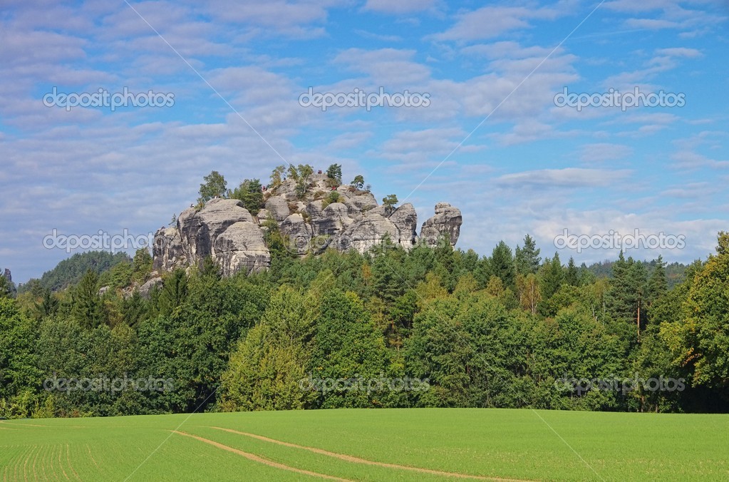 Baum Gamander Baum Gamander