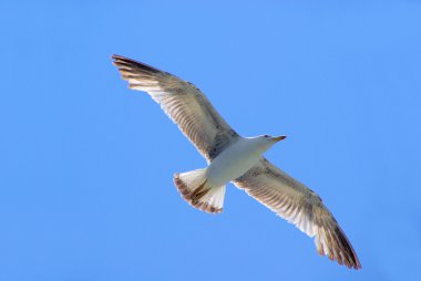 tekerleküzerinde im flug - 04 uçan martı