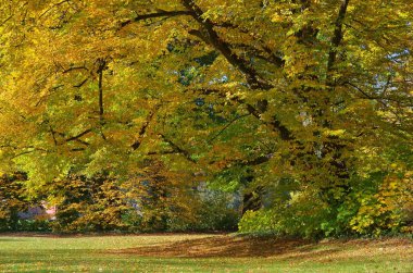Park Im herbst - park Güz 01