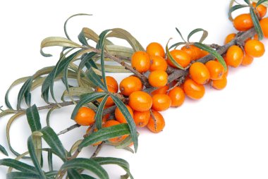 sanddorn - attıkça diken 04