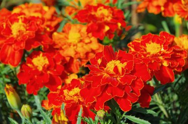 Tagetes 29