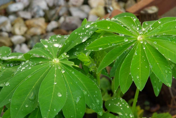 Lupine Blatt - hoja de altramuz 04 — Foto de Stock