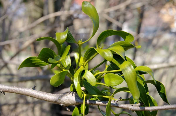 Mistel - mistletoe 15 — Stock Photo, Image