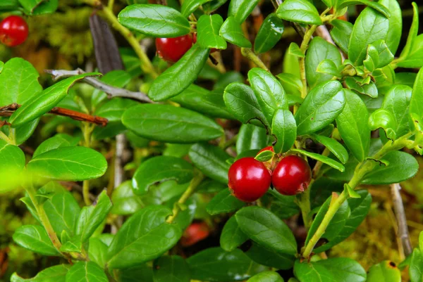 Preiselbeere Pflanze - cowberry plant 12 — Stock Photo, Image