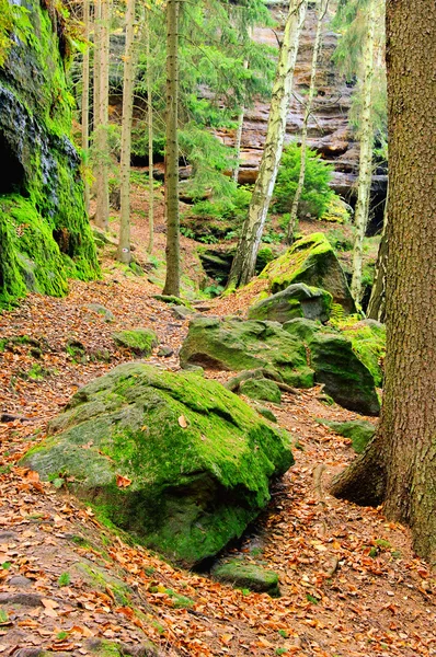 Sandsteinfelsen im Wald - roca arenisca en el bosque 23 — Foto de Stock