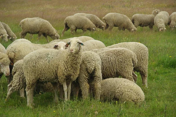 Schaf - får 08 — Stockfoto