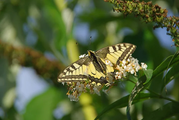 Schmetterling Schwalbenschwanz - Old World Swallowtail 01 — Stock Photo, Image