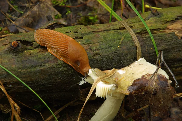 Spanische wegschnecke - hiszpańskich, slug 01 — Zdjęcie stockowe