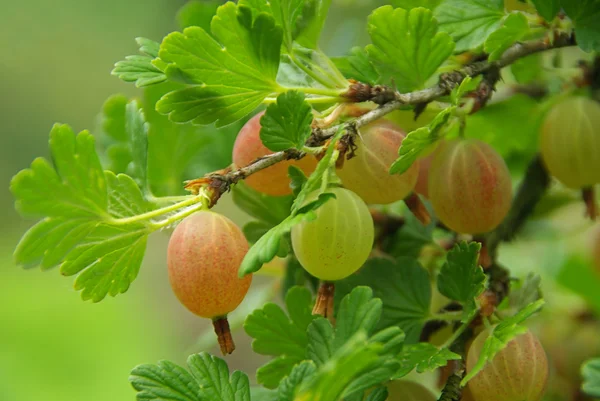 Stachelbeere - kruisbes 01 — Stockfoto