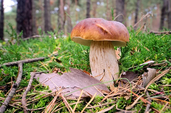 Steinpilz - cep 44 — Stock Photo, Image