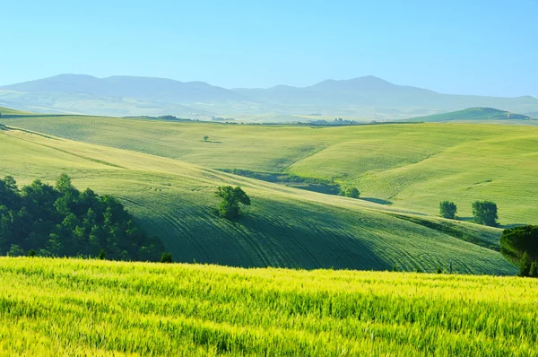 Charmecase huegel - Toscane heuvels 43 — Stockfoto