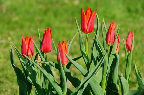 Tulpe rot - tulpe rot 05 — Stockfoto