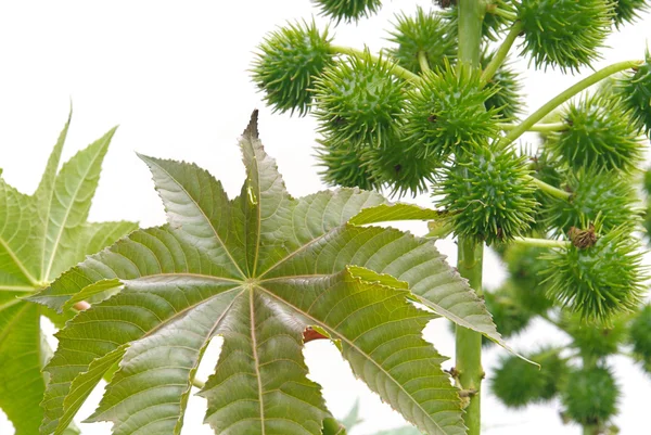 Wunderbaum - fábrica de óleo de rícino 11 — Fotografia de Stock