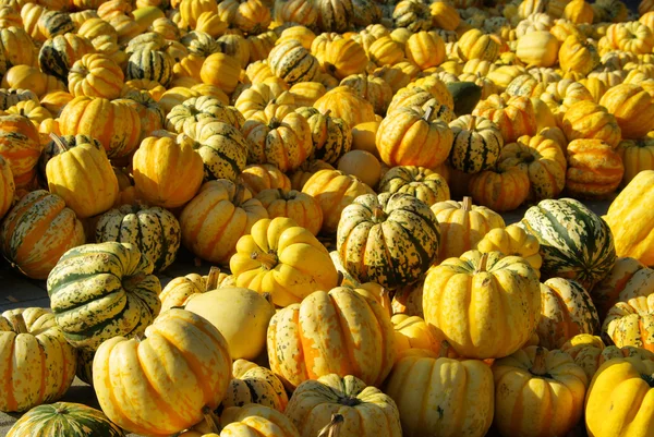 Zierkerbis - ornamental pumkin 16 — Stock Photo, Image