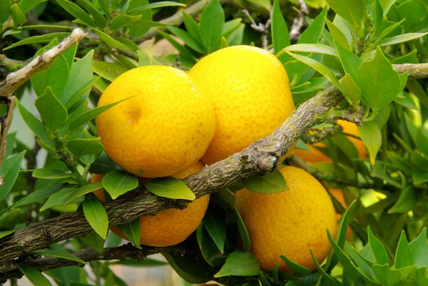 Zitrone dilerim baum - limon ağacı 04 üzerinde — Stok fotoğraf